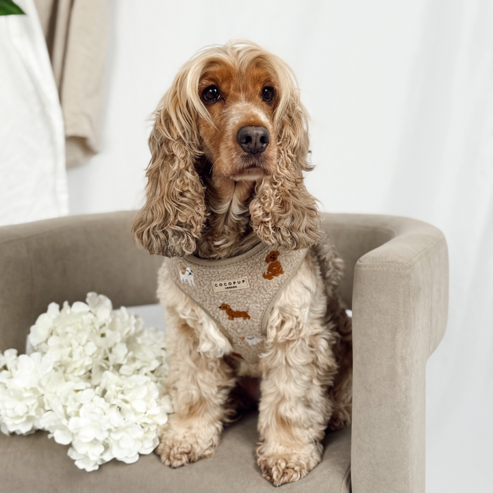 Ralph & Friends Mocha Teddy Adjustable Neck Harness, Lead & Collar Bundle