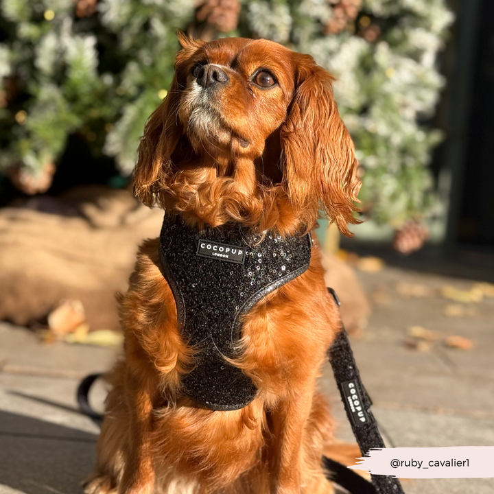 Limited Edition Sparkle Season Black Adjustable Neck Harness, Lead & Collar Bundle