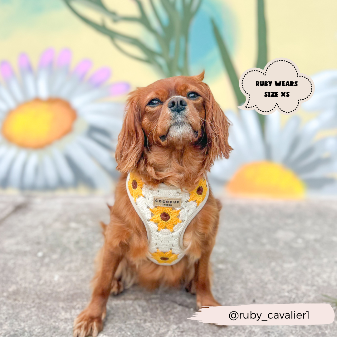 A small brown dog is sitting outdoors, wearing a cream-colored adjustable neck harness with orange flower designs from the Sunflower Patch Adjustable Neck Harness, Lead & Collar Bundle by Cocopup London. Behind the dog, there is a painted mural of daisies. A speech bubble on the right side reads "RUBY WEARS SIZE XS." Instagram handle @ruby_cavalier1 appears at the bottom. #dogwalks