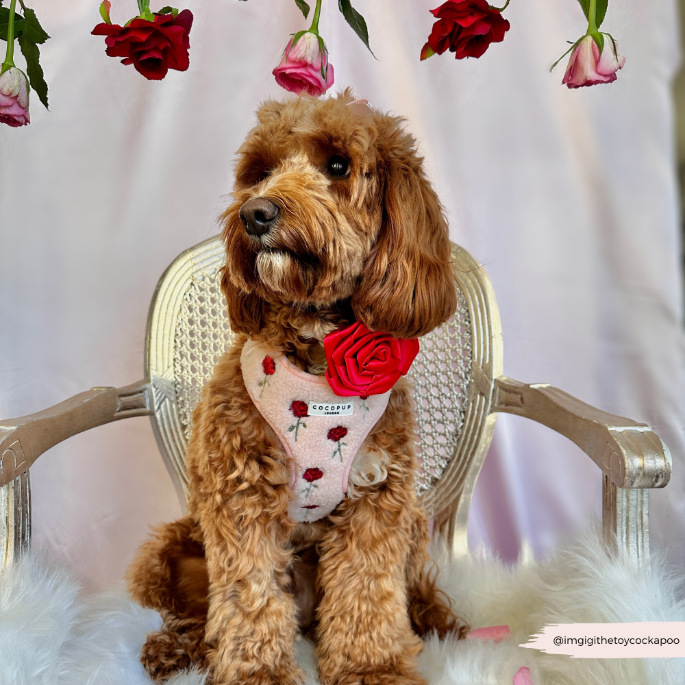 Roses Embroidered Teddy Adjustable Neck Harness