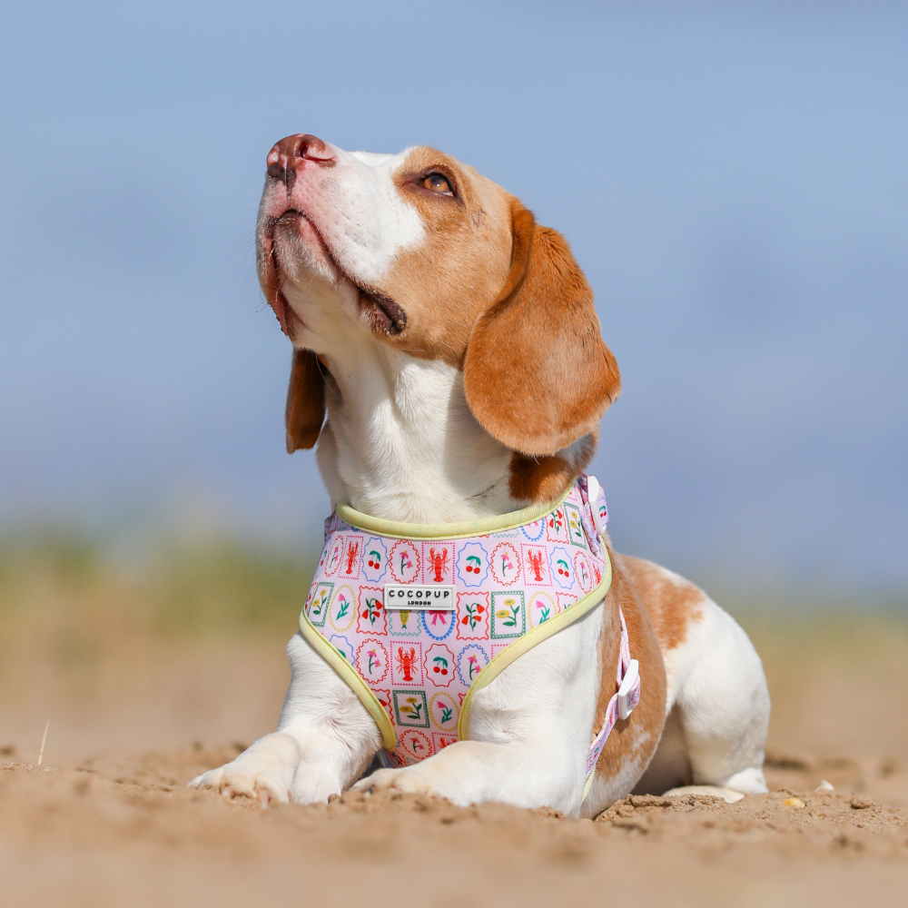 Dolce Vita Adjustable Neck Harness, Lead & Collar Bundle