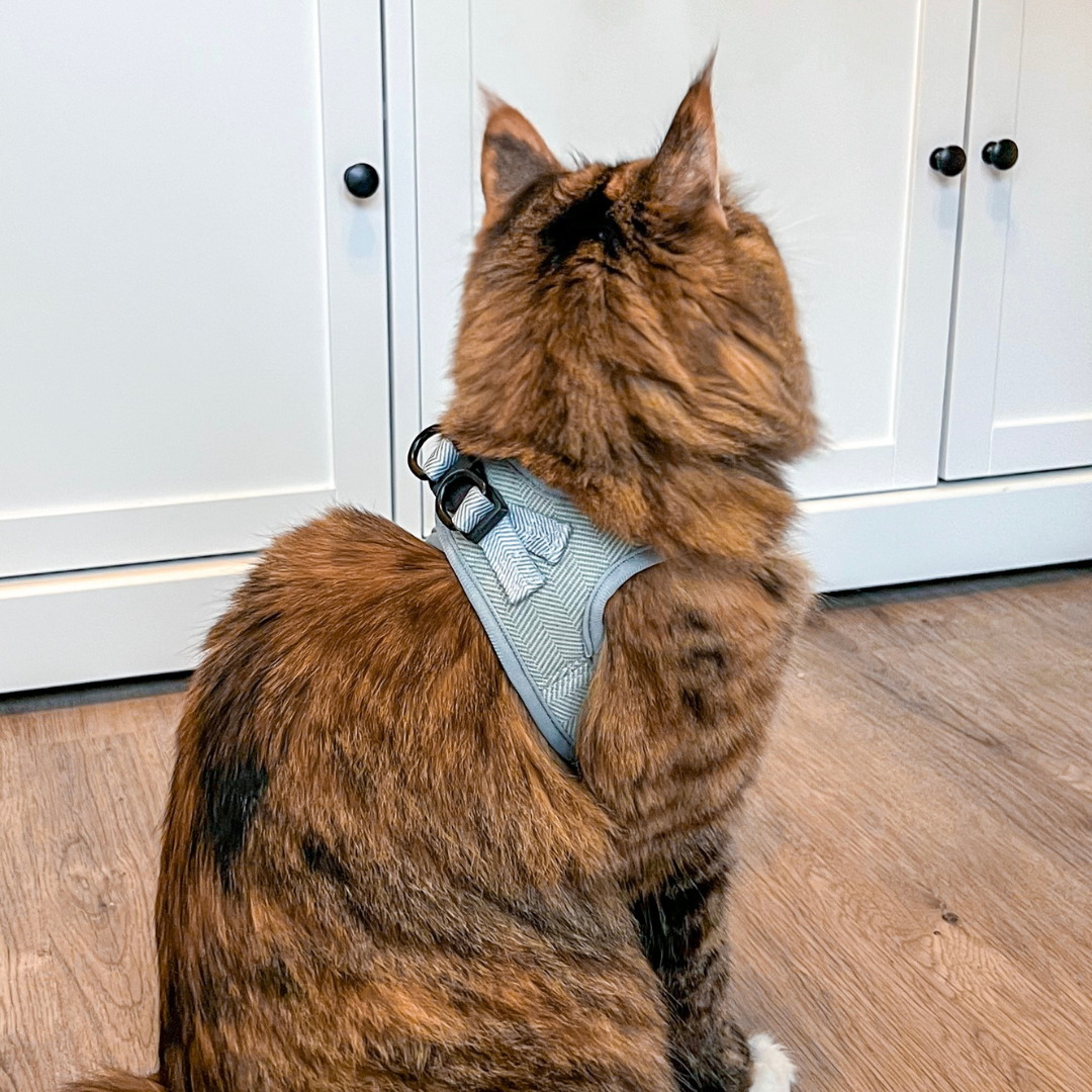 Cat Harness, Lead and Collar Bundle - Sage Tweed