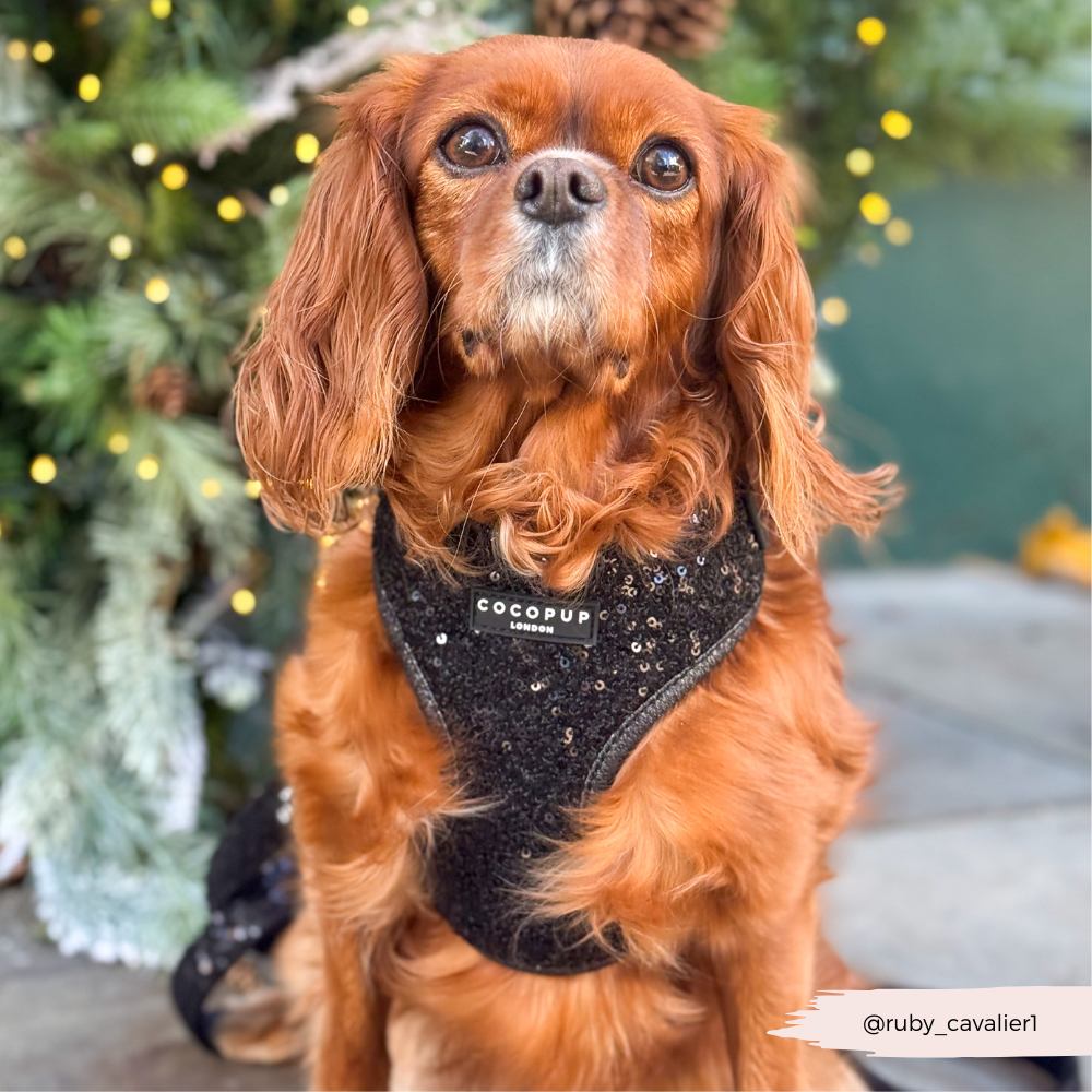 Limited Edition Sparkle Season Black Adjustable Neck Harness, Lead & Collar Bundle