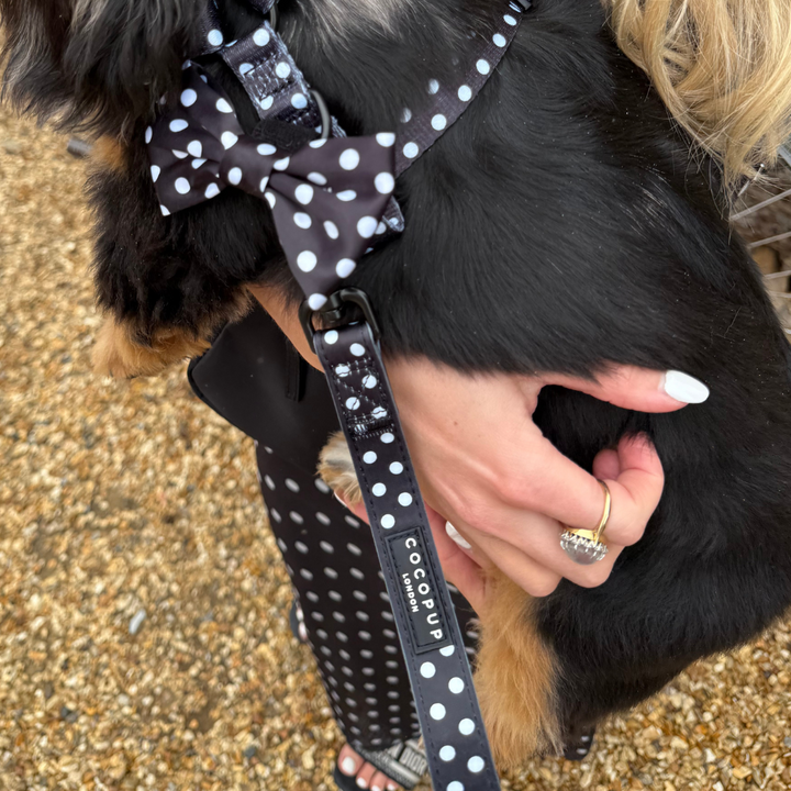 Satin Polka Dot Lead