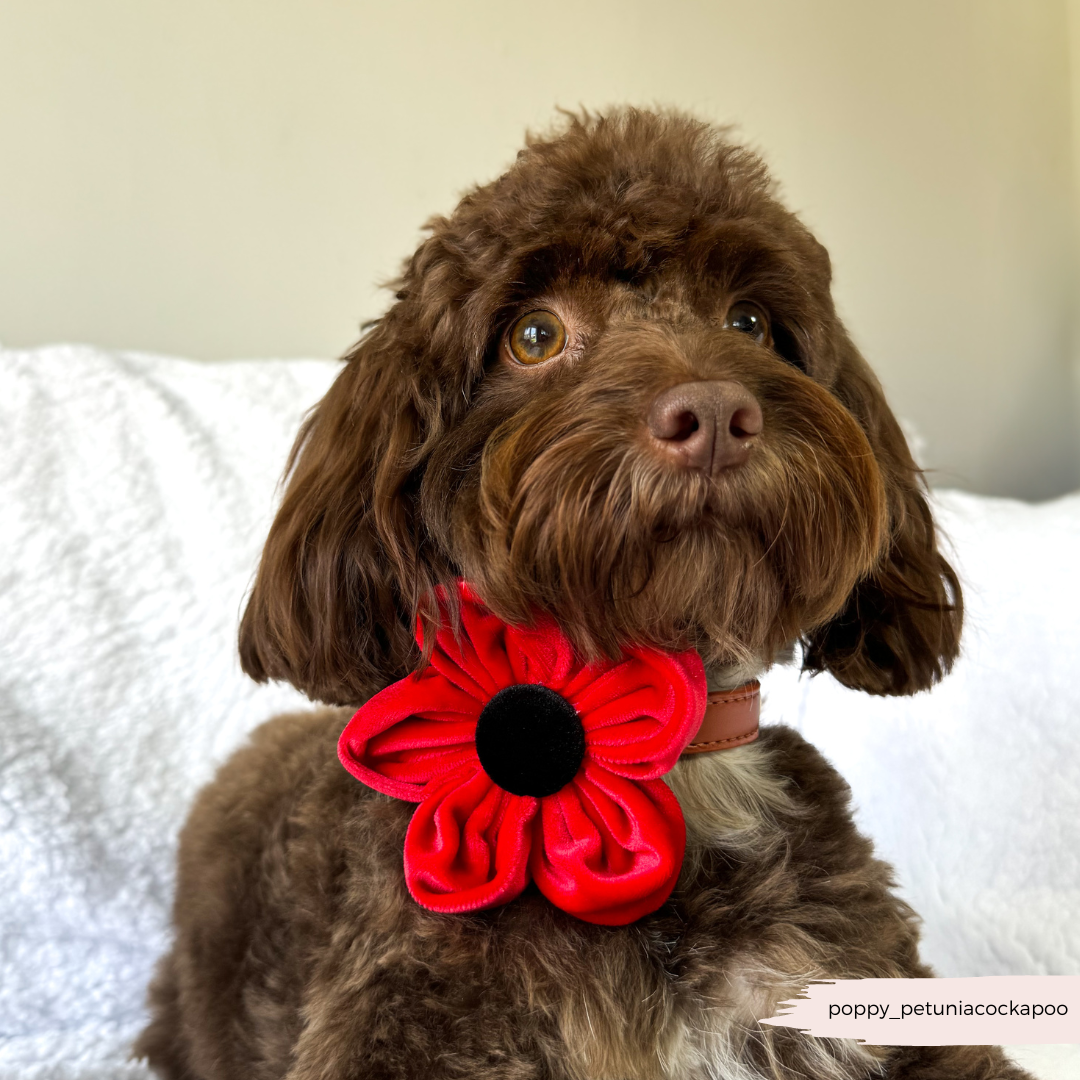 Poppy Collar Flower