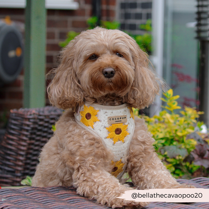 Sunflower Patch Adjustable Neck Harness