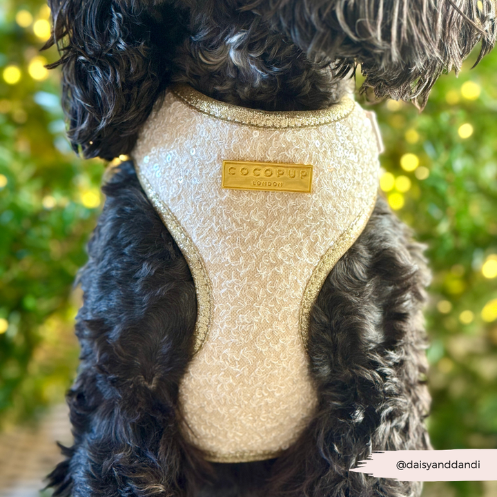 Limited Edition Sparkle Season Gold Adjustable Neck Harness, Lead & Collar Bundle