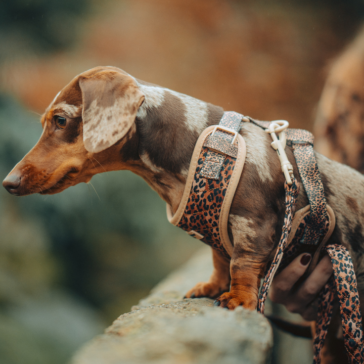 Quilted Leopard Pup Adjustable Neck Harness, Lead & Collar Bundle