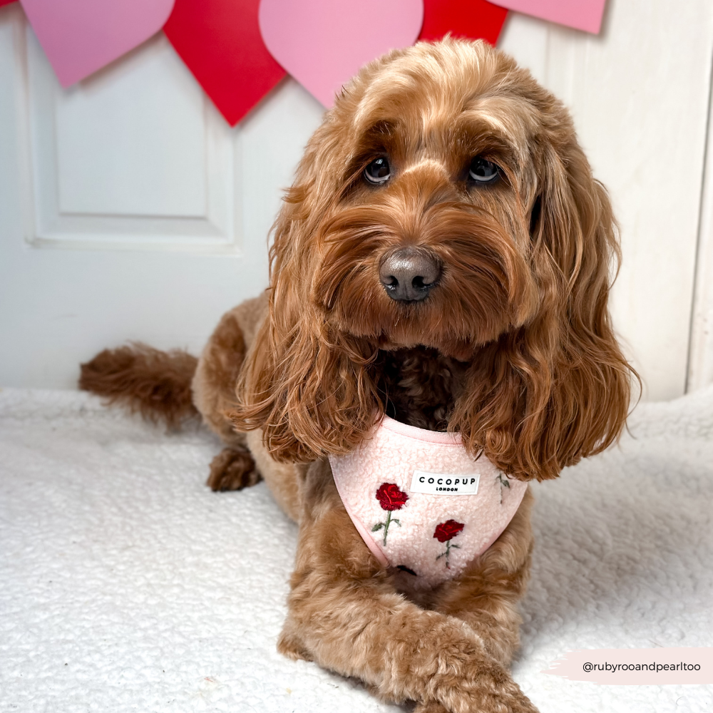 Roses Embroidered Teddy Adjustable Neck Harness