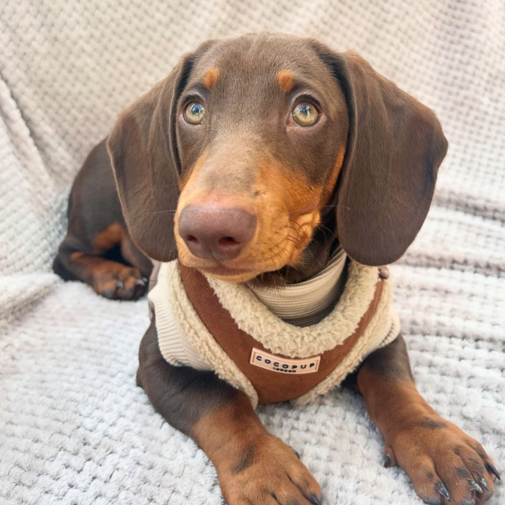 Brown Aviator Adjustable Neck Harness