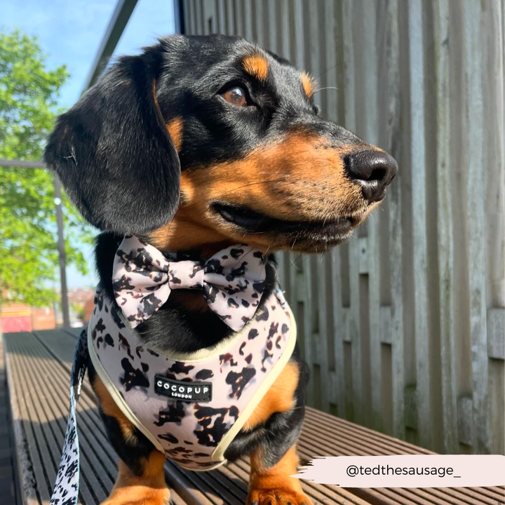 A black and tan dachshund wearing a black and white spotted bow tie and matching Ivory Tort Adjustable Neck Harness with a safety lock feature from Cocopup London looks off to the side while standing on a wooden deck. There is greenery in the background, and the Instagram handle "@tedthesausage_" is displayed in the bottom right corner.