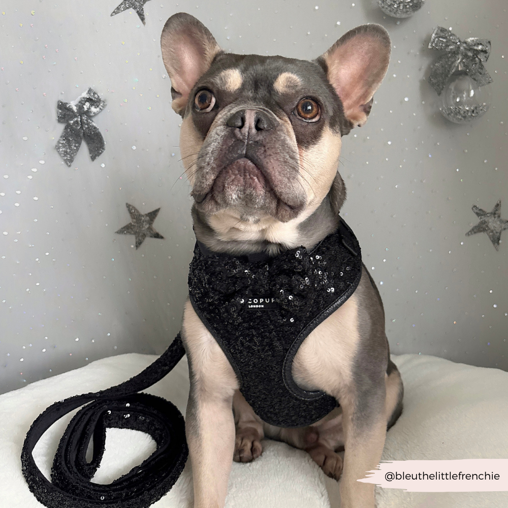 Limited Edition Sparkle Season Black Adjustable Neck Harness, Lead & Collar Bundle