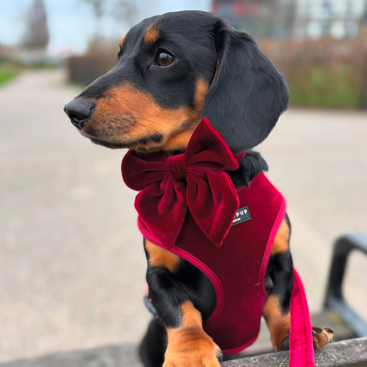 LUXE Velvet Adjustable Neck Harness - Berry Red