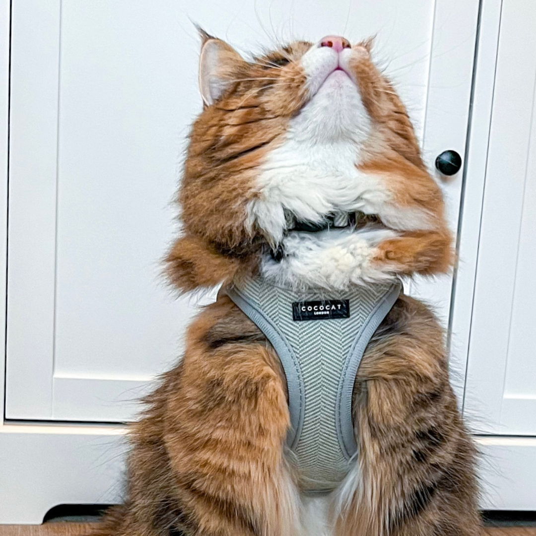 Cat Harness - Sage Tweed