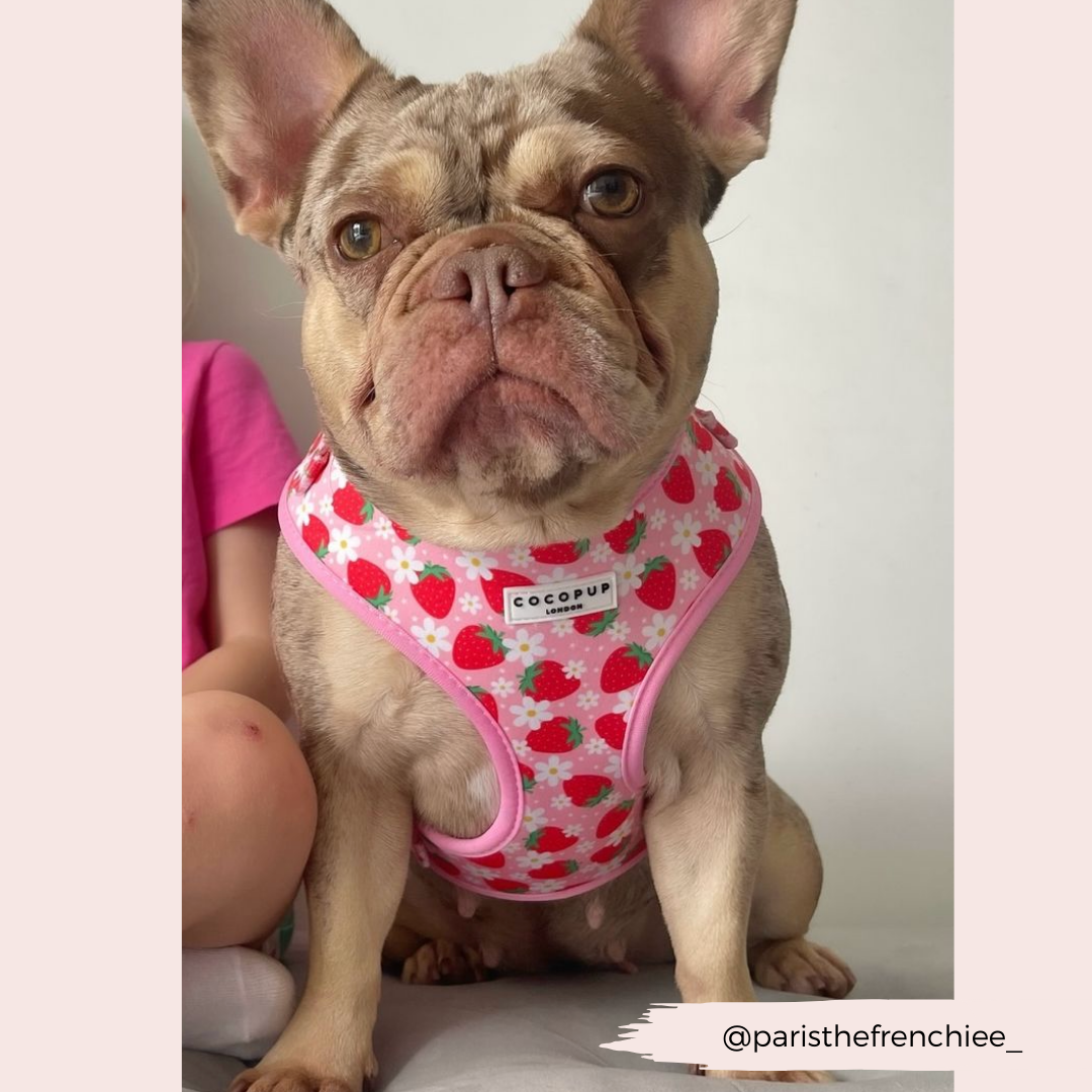 Pupberry Fields Adjustable Neck Harness