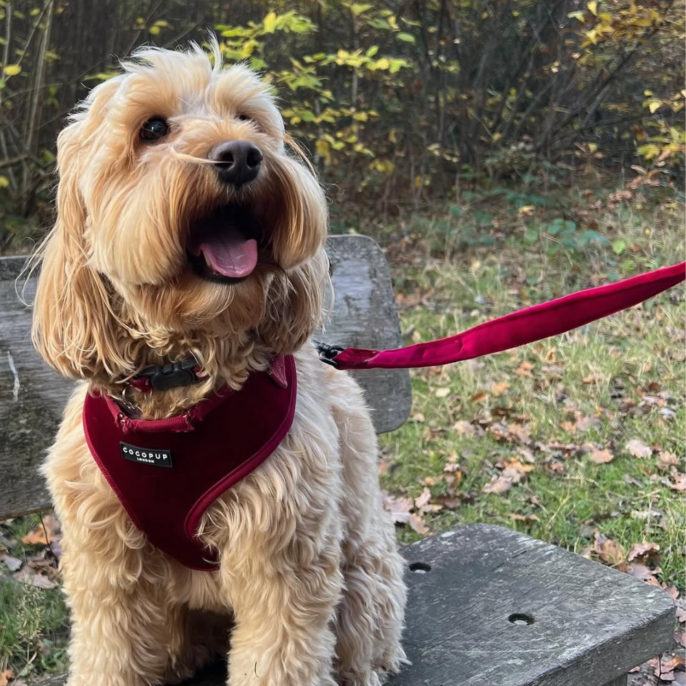 Luxe Velvet Adjustable Neck Harness, Lead & Collar Bundle - Berry Red