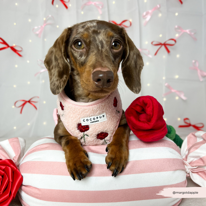 Roses Embroidered Teddy Adjustable Neck Harness