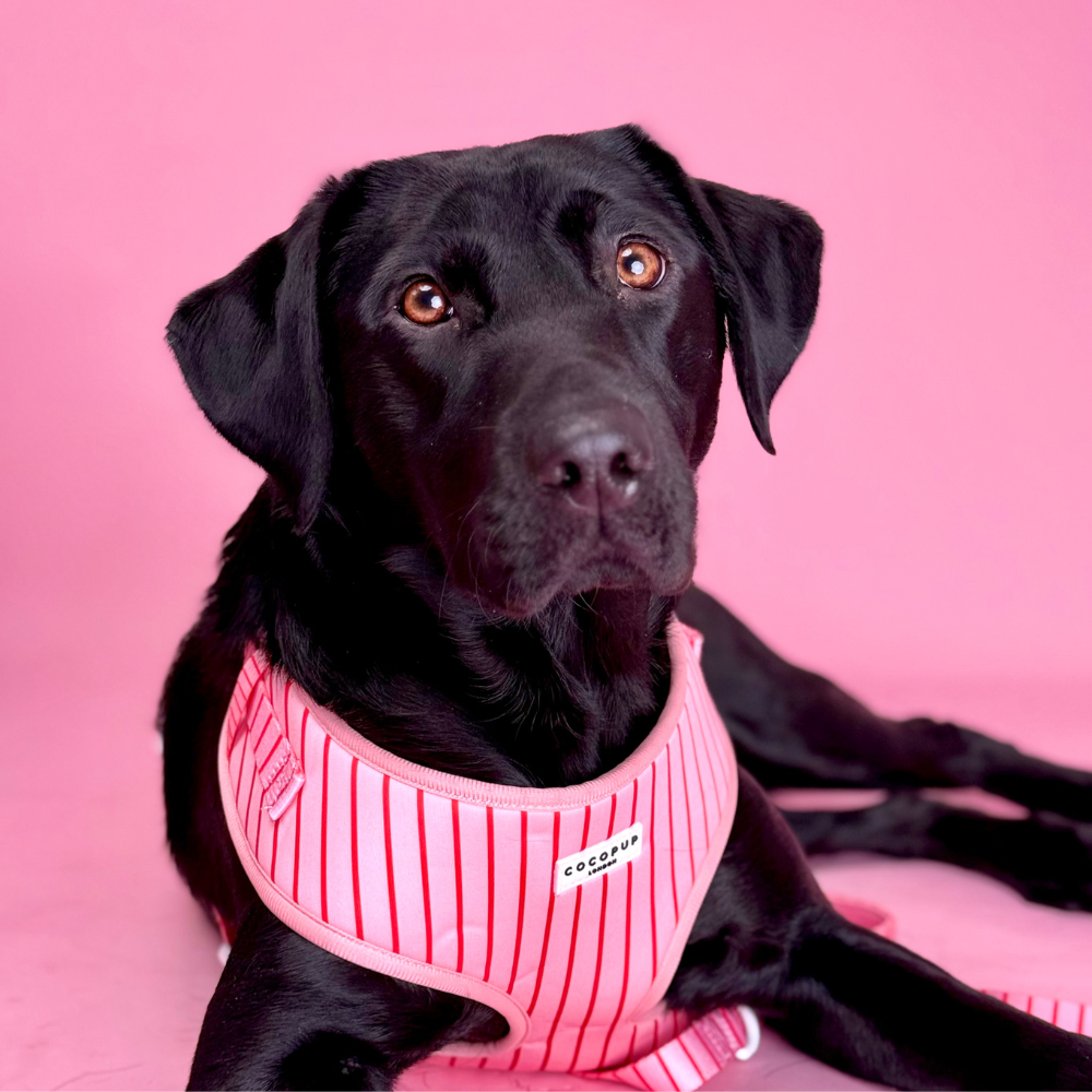 Candy Stripe Adjustable Neck HARNESS