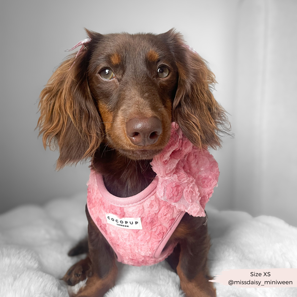 Peony Pup Sailor Bow Tie