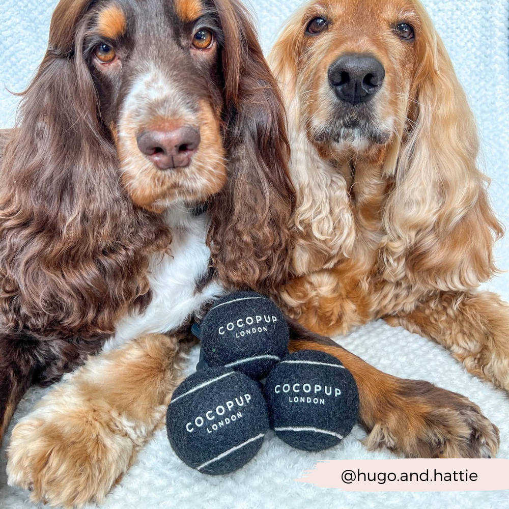 Two brown and tan Cocker Spaniels are sitting on a light-colored blanket, both gazing calmly at the camera. In front of them lies the "Tennis Ball Bundle - Midnight Black" by Cocopup London, consisting of three sturdy black tennis balls with "COCOPUP LONDON" written on them. A text at the bottom right reads "@hugo.and.hattie".