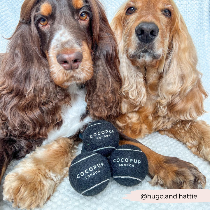 Two brown and tan Cocker Spaniels are sitting on a light-colored blanket, both gazing calmly at the camera. In front of them lies the "Tennis Ball Bundle - Midnight Black" by Cocopup London, consisting of three sturdy black tennis balls with "COCOPUP LONDON" written on them. A text at the bottom right reads "@hugo.and.hattie".