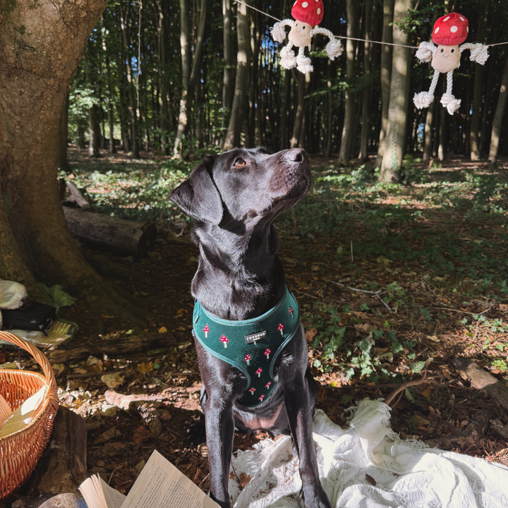Toadstool Trails Adjustable Neck HARNESS