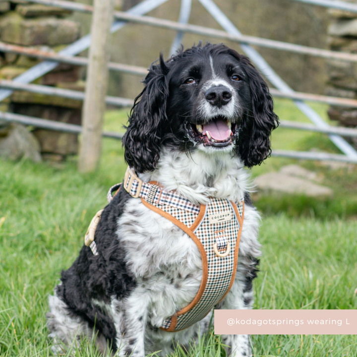 Explore Harness - Heritage Check