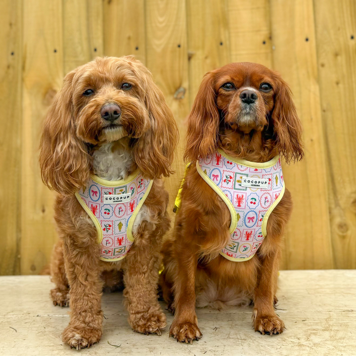 Dolce Vita Adjustable Neck Harness, Lead & Collar Bundle