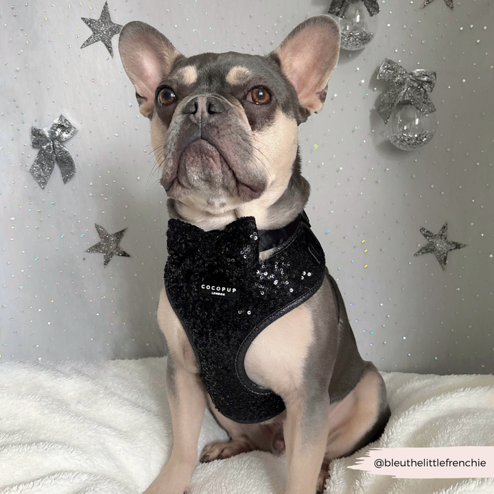 Limited Edition Sparkle Season Black Adjustable Neck Harness, Lead & Collar Bundle