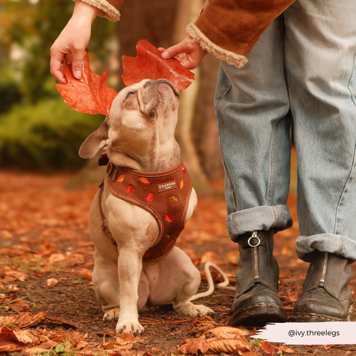 Pawtumn Leaves Adjustable Neck Harness, Lead & Collar Bundle