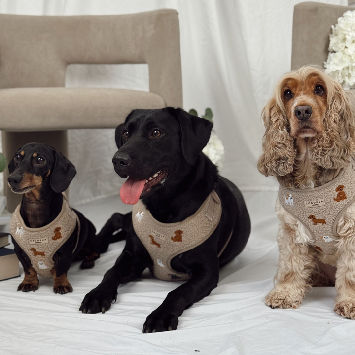 Ralph & Friends Mocha Teddy Adjustable Neck Harness, Lead & Collar Bundle