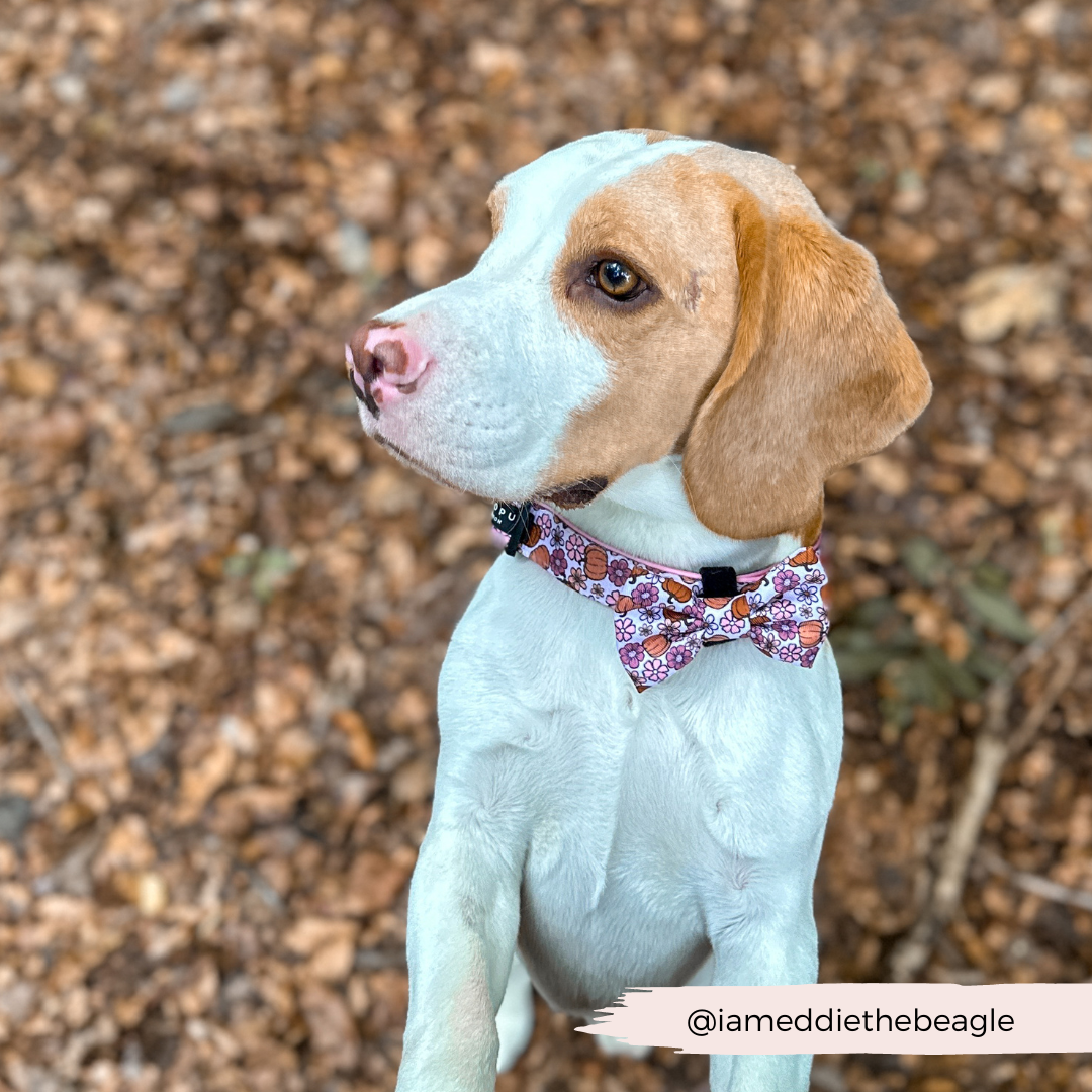 Pup-kin Meadow Bow Tie