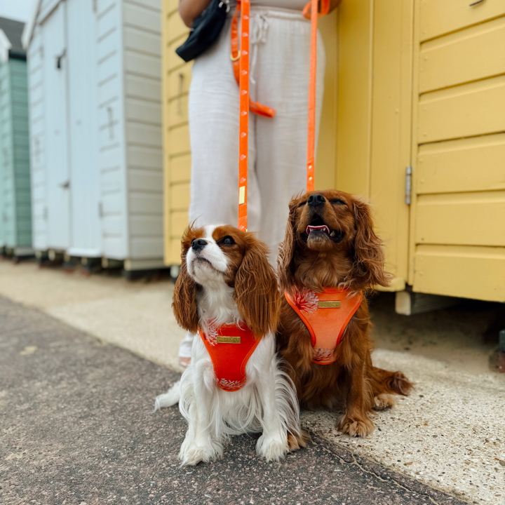 Luxe Velvet Adjustable Neck HARNESS- Coral Core