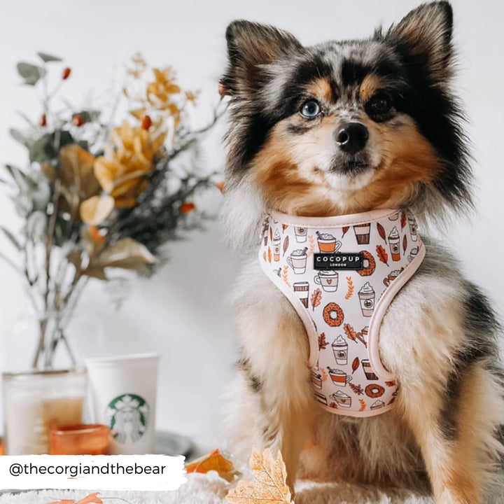 A small, fluffy dog wearing a colorful, adjustable Autumn Puppuccino Neck Harness with autumn-themed designs stands next to a white Starbucks cup and a vase with fall foliage. The harness displays the brand name "Cocopup London" and features a dog safety lock. In the bottom left corner, the Instagram handle "@thecorgiandthebear" is visible.