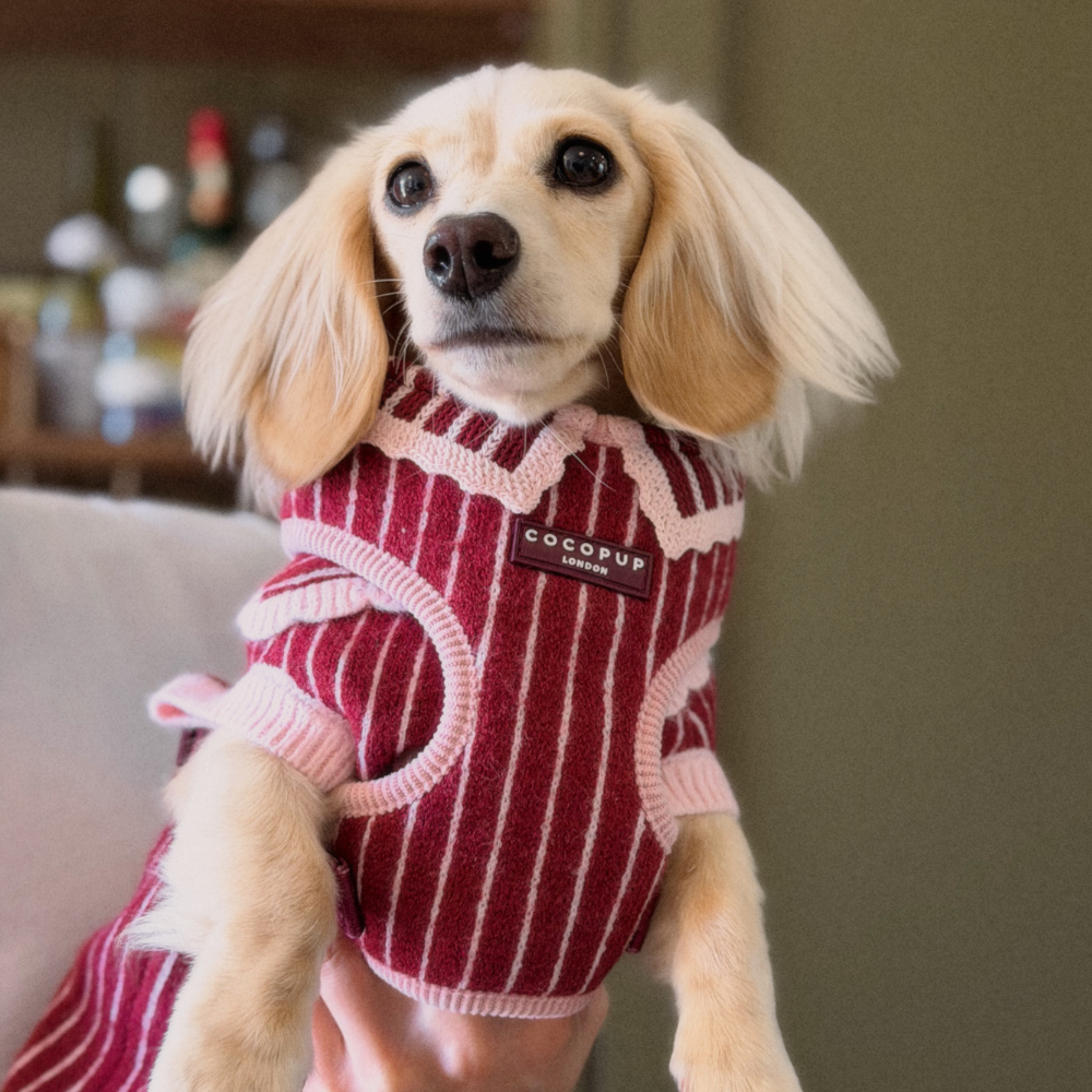 A small cream-colored dog wearing a red and white vertically striped knit pet sweater with pink trim. The harness features a collar and a small black brand patch that reads 'COCOPUP LONDON'.