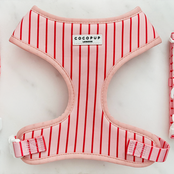 Candy Stripe Adjustable Neck Harness, Lead & Collar Bundle