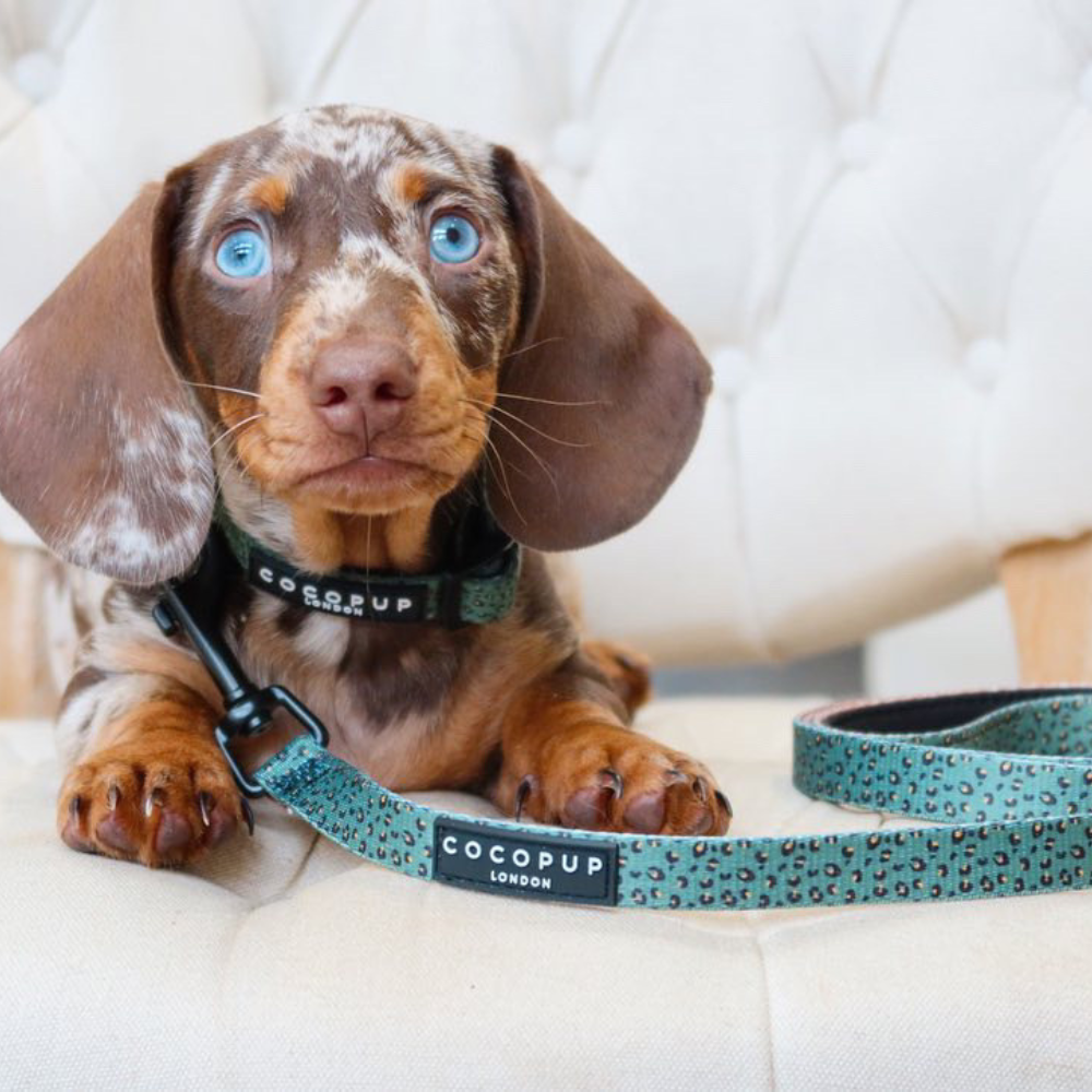 Khaki Leopard Puppy Lead & Collar Set