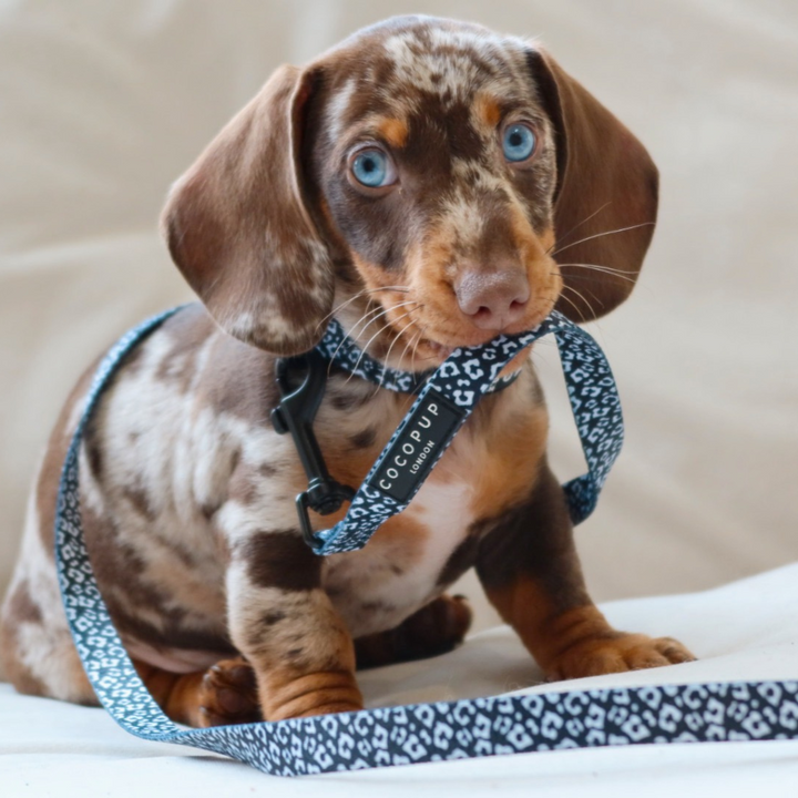 Black Leopard Puppy Lead & Collar Set