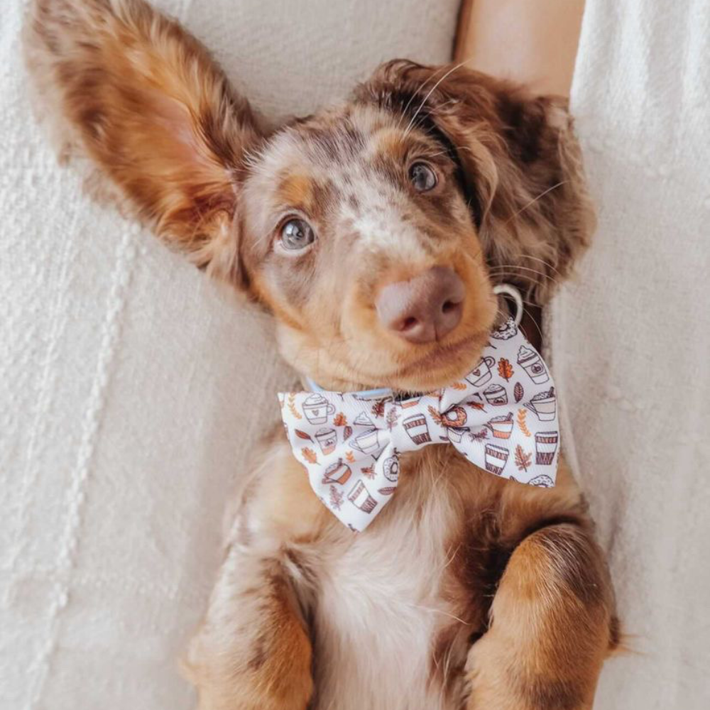 Autumn Puppuccino Bow Tie