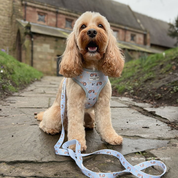 Barnyard Buddies Lead