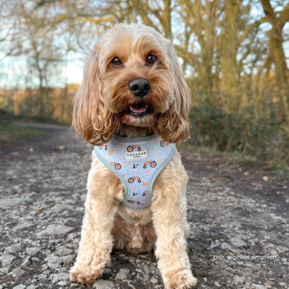 Barnyard Buddies Adjustable Neck HARNESS