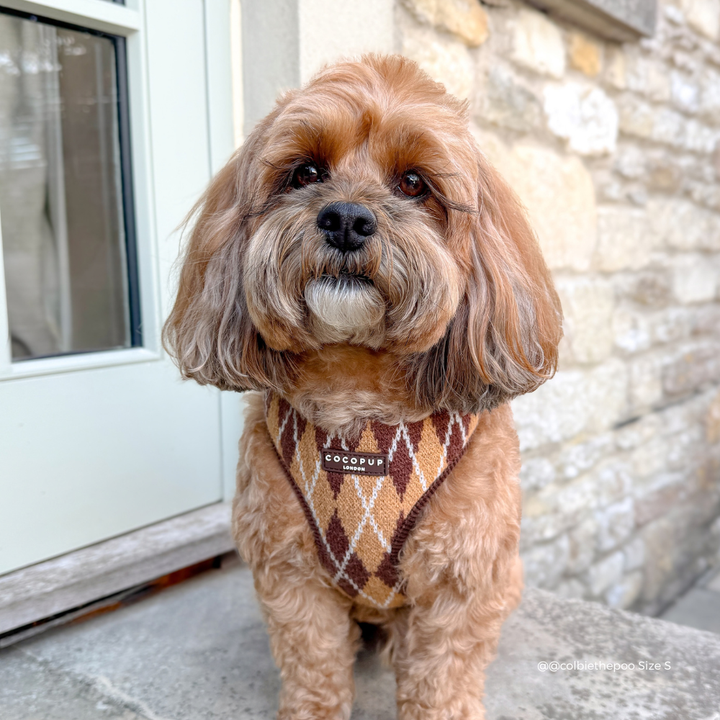small fluffy brown dog wearing Knit dog harness with a brown, tan, and white argyle pattern.