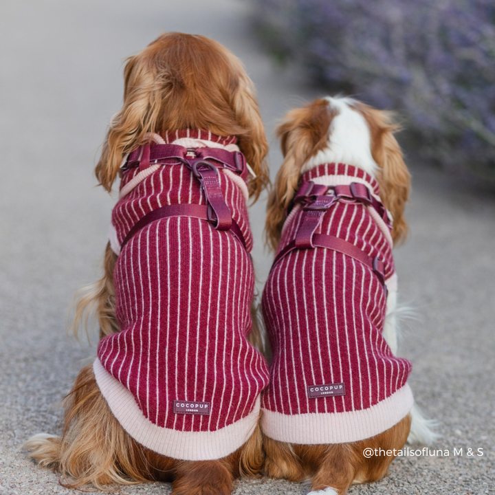 Two small dogs seen from behind wearing matching burgundy and cream striped knit pet sweaters, sitting outdoors on a paved path.