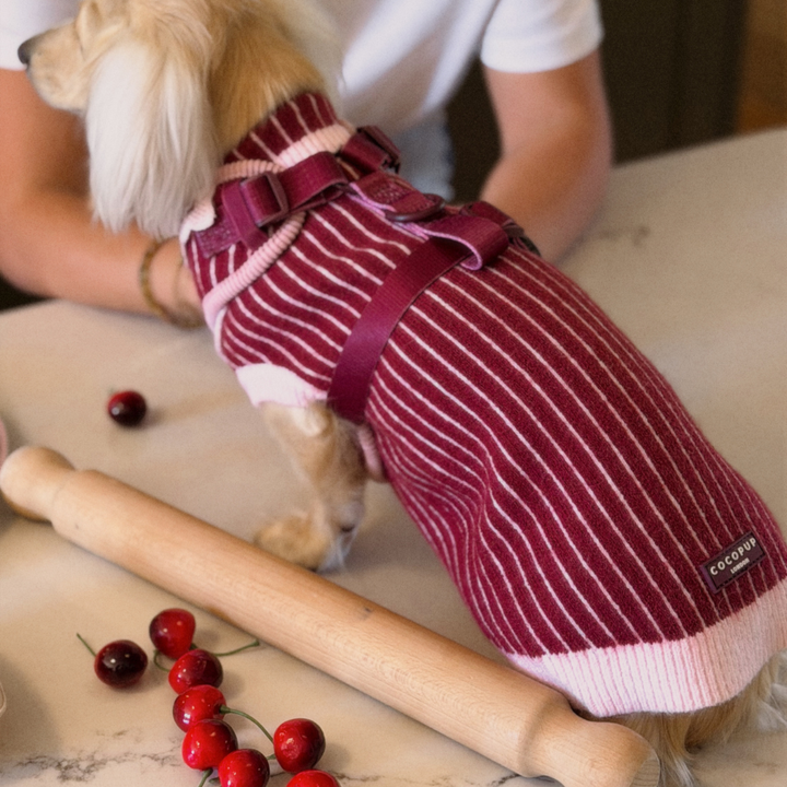 A small dog wearing a burgundy and white striped knit sweater vest with matching straps, standing on a marble countertop next to a wooden rolling pin and cherries. A person is visible in the background.