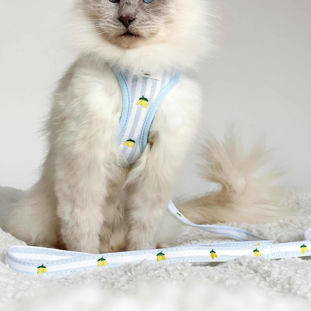 Cat Lead - Living La Vida Lemon