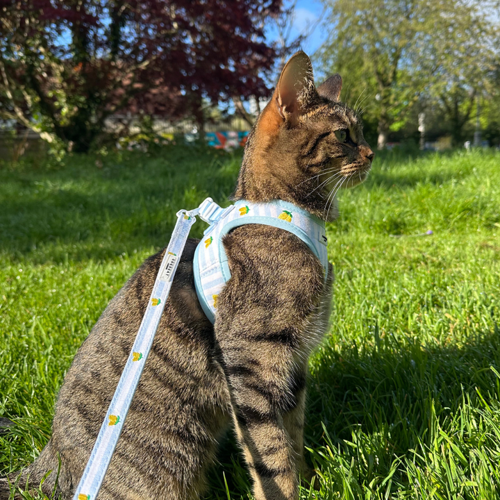 Cat Lead - Living La Vida Lemon