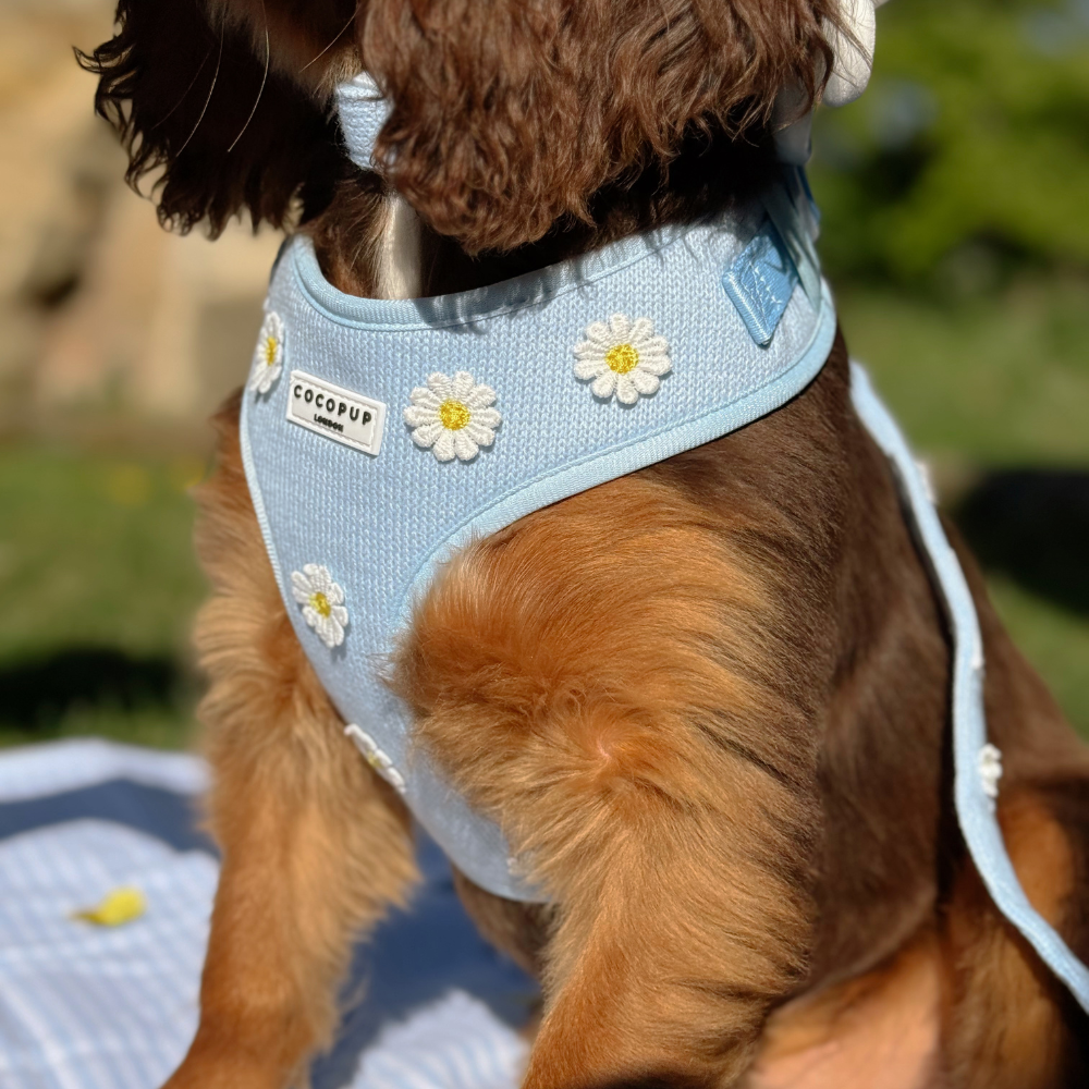 Blue Daisy Dream Adjustable Neck Harness, Lead & Collar Bundle
