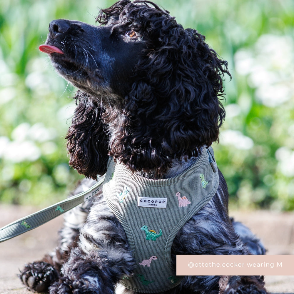 Dino Doodles Adjustable Neck Harness, Lead & Collar Bundle