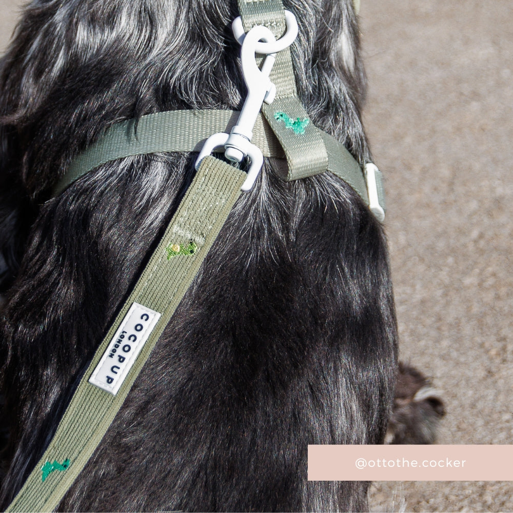 Dino Doodles Adjustable Neck Harness, Lead & Collar Bundle