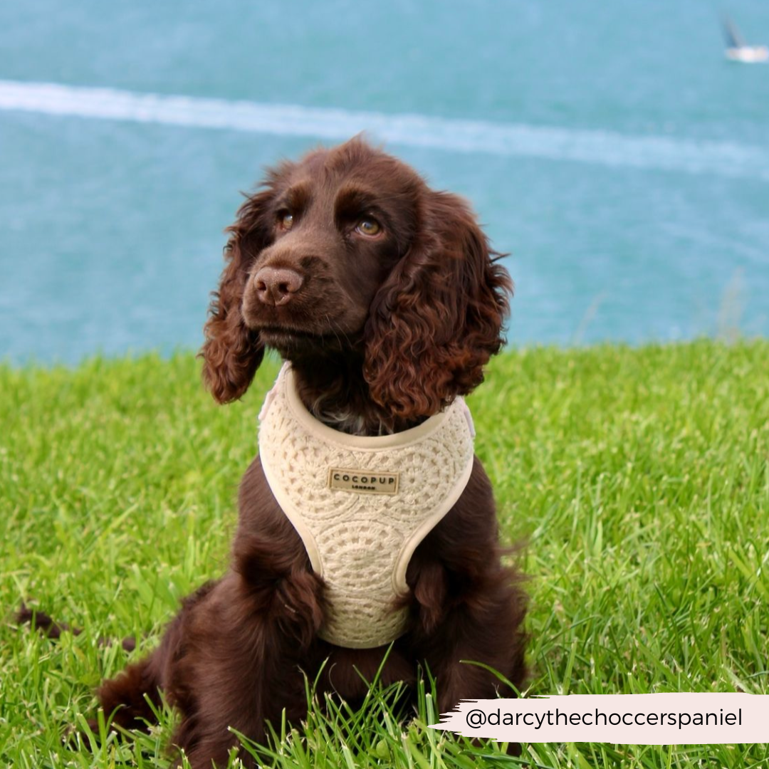 Festival Crochet Adjustable Neck Harness, Lead & Collar Bundle